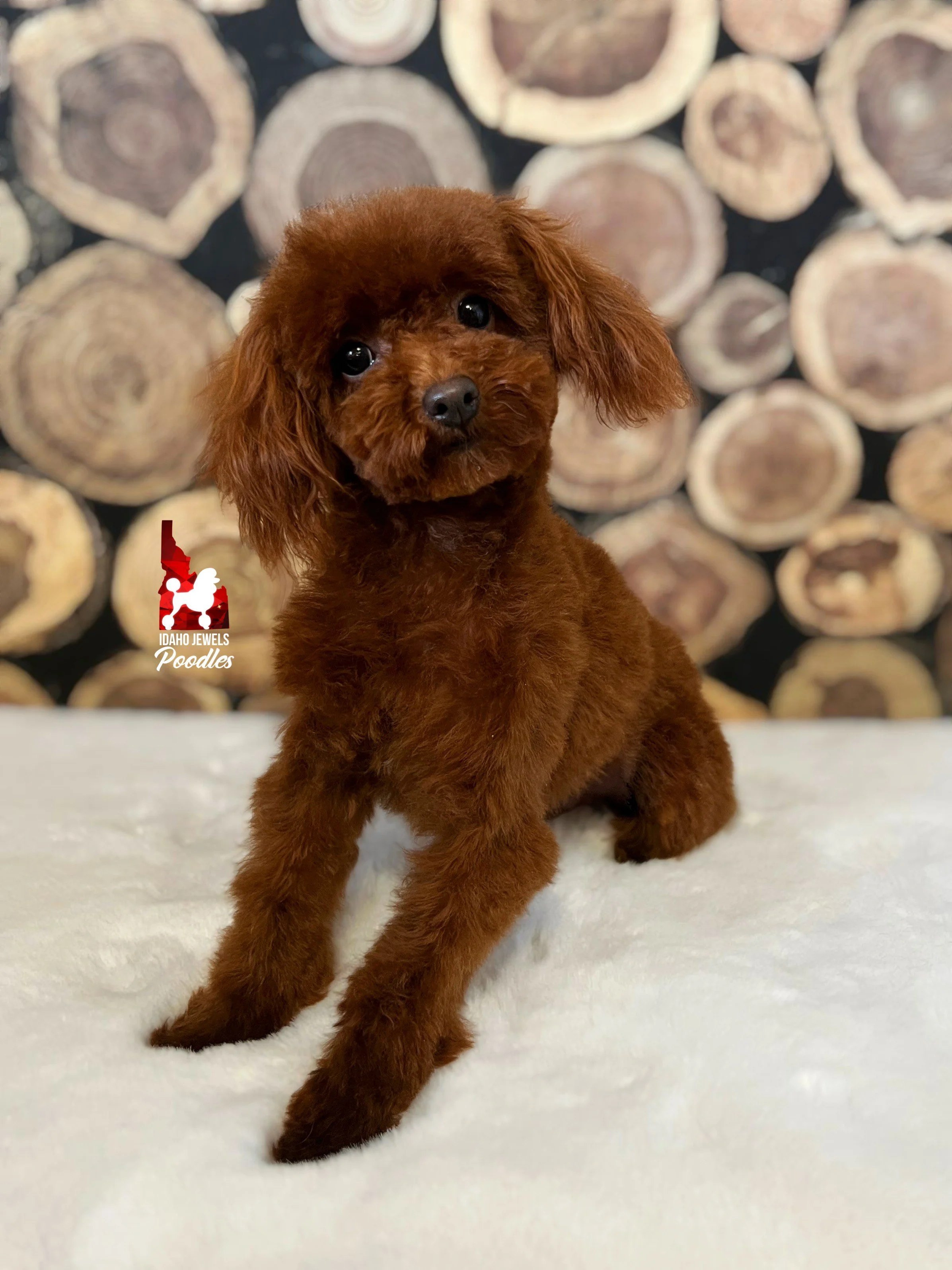 Idaho Jewels Poodles — Twix, Brown Phantom Parti-Factored Toy Idaho Jewels Poodles — Twix, Brown Phantom Parti-Factored Toy